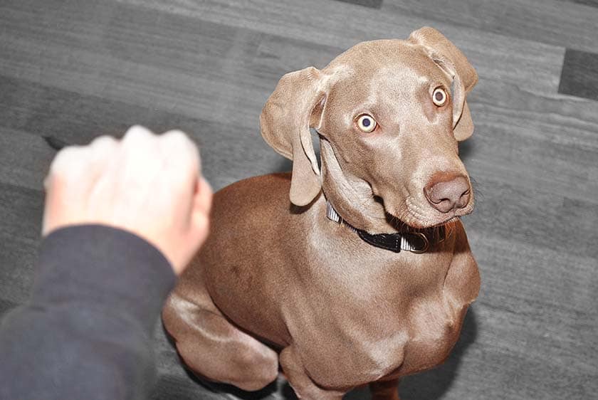You are currently viewing Így tanítsd meg pár nap alatt a kutyádat a kézjelekre