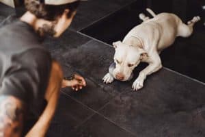 Read more about the article Így éred el a profi kutyaoktatók eredményeit otthon