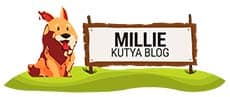 Millie Kutya Blog - Kutya szakértők
