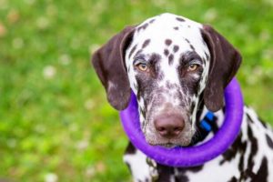 Read more about the article Mi a kutya Dog Puller, és hogyan kell használni?
