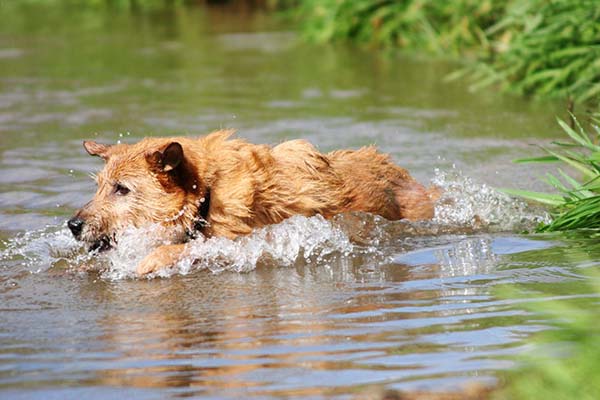 Idős kutyák gondozása úszással