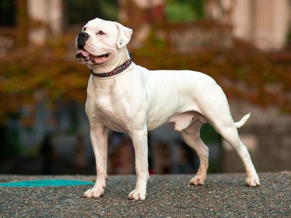 Kutyafajták képekkel: Amerikai bulldog