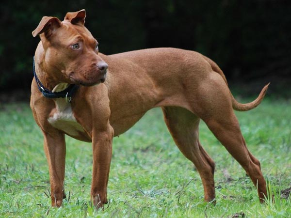 Kutyafajták képekkel: Amerikai pitbull terrier