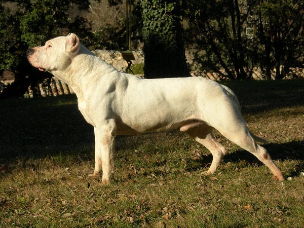 Kutyafajták képekkel: Argentin dog
