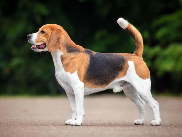 Kutyafajták képekkel: Beagle