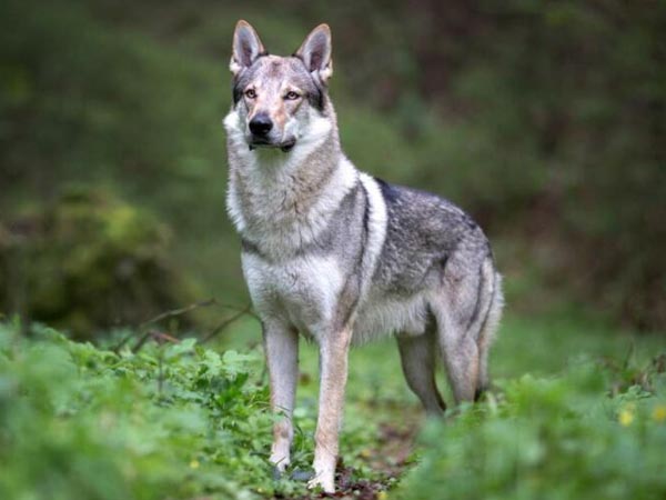 Csehszlovák farkaskutya